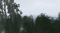 jungle_foggy.jpg